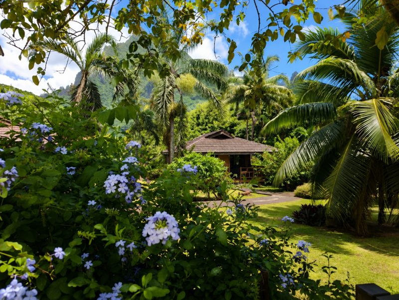 Jardin / garden 